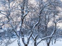 Baumtrio auf Wiese mit neuer Schneeauflage